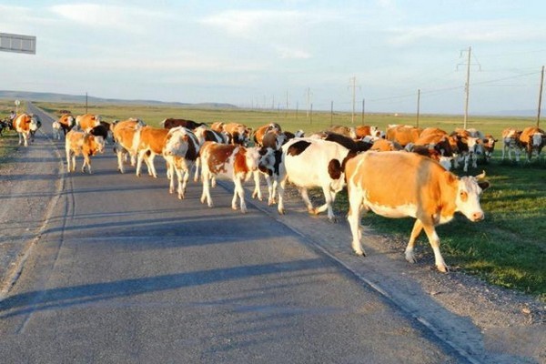 过马路的牛群
