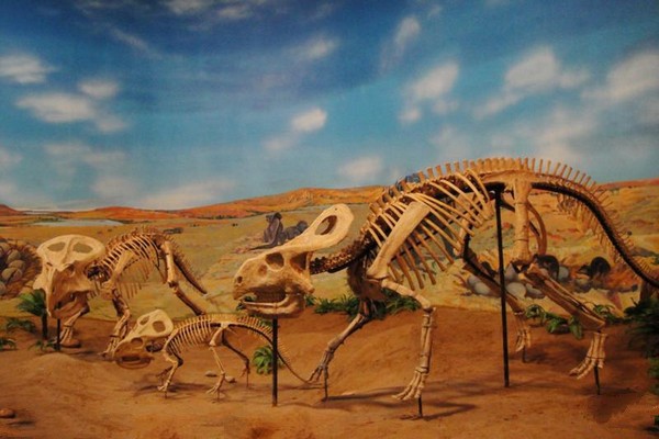 史前动物骨架