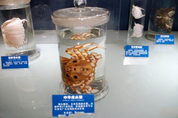 中华虎头蟹标本