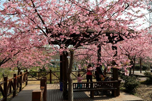 樱花观赏区