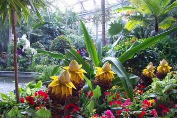 热带植物展览温室