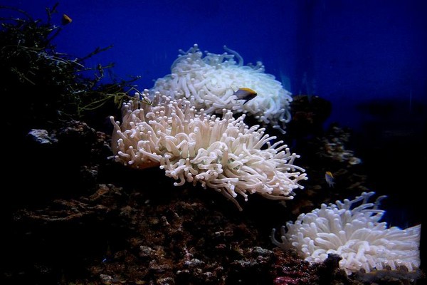珊瑚展区