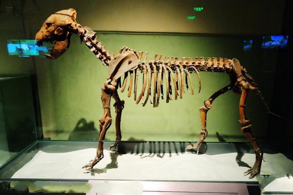中华第一鬣狗