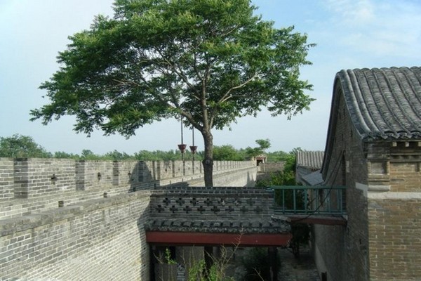 城墙树