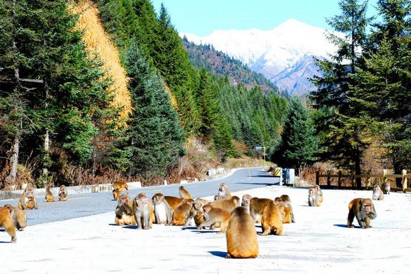藏酋猴观赏区
