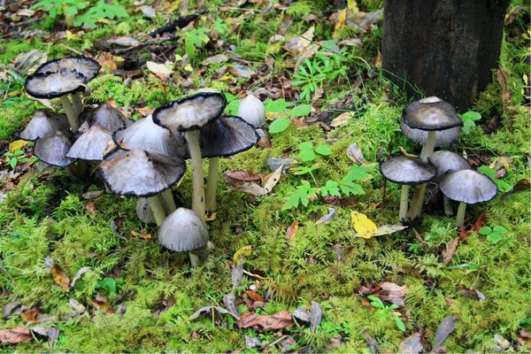 蘑菇识别路线