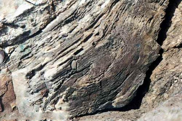 古树化石