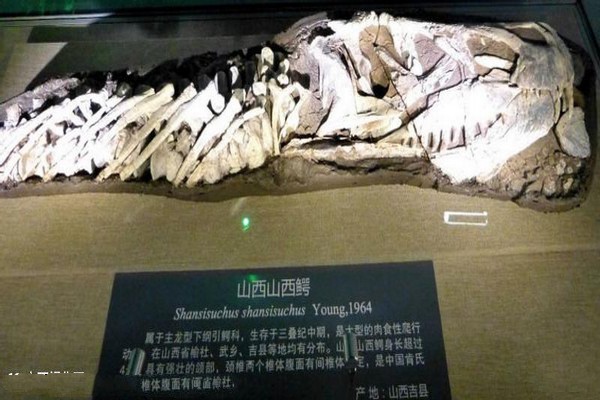 山西鳄化石