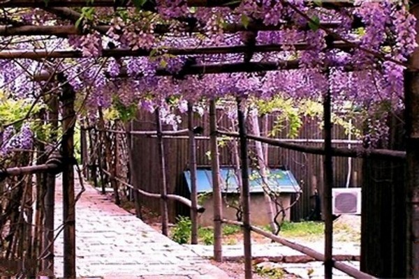 紫藤长廊