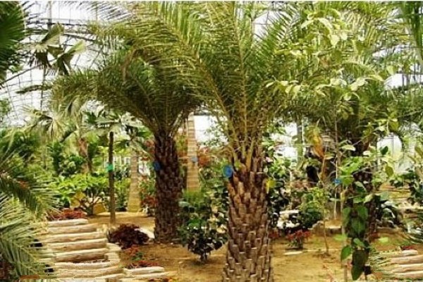 热带植物园区