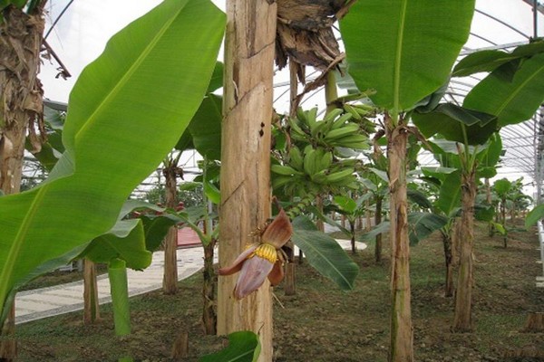 热带果树园