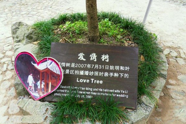 爱情树
