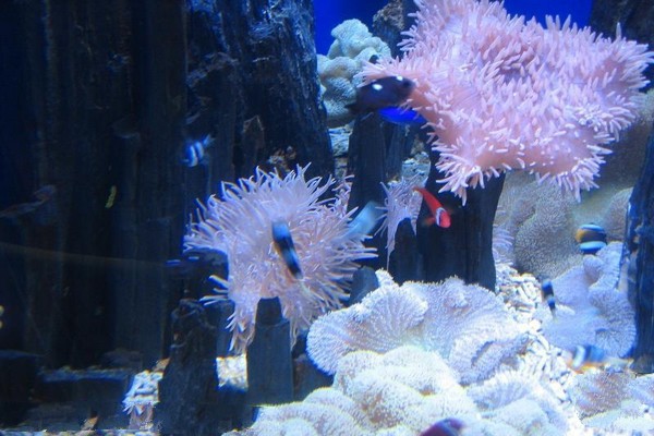 珊瑚礁生物展示区