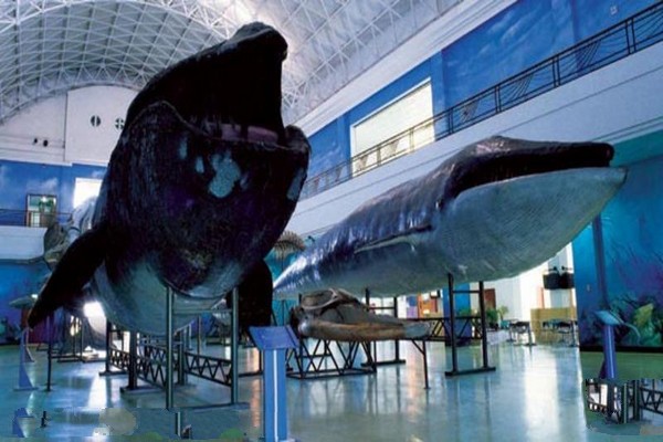 巨鲸展厅