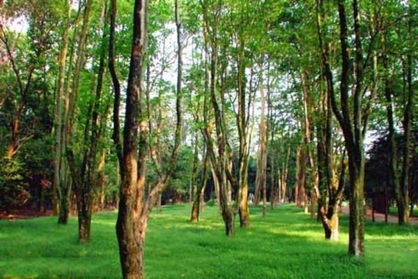 森林浴场