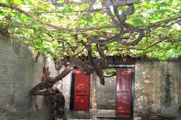 百年葡萄树