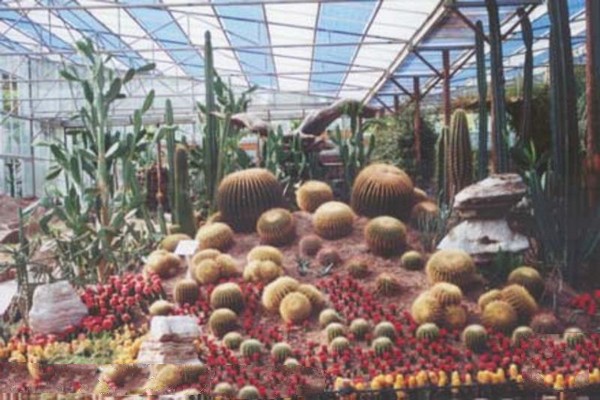 沙漠植物园