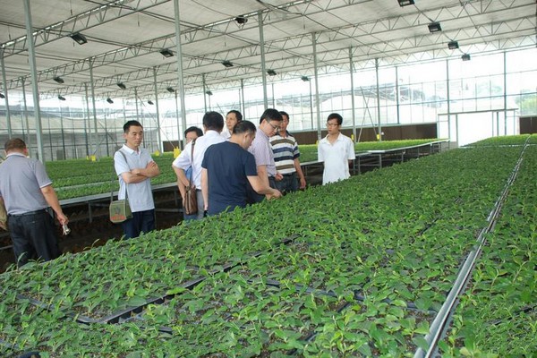 湄潭县现代高效茶业示范园区