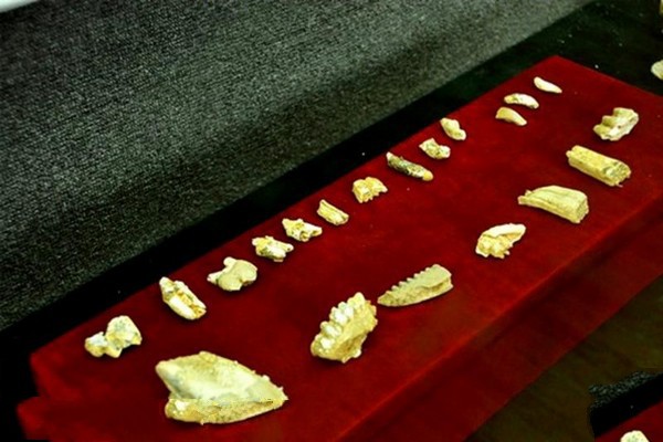 动物牙齿化石