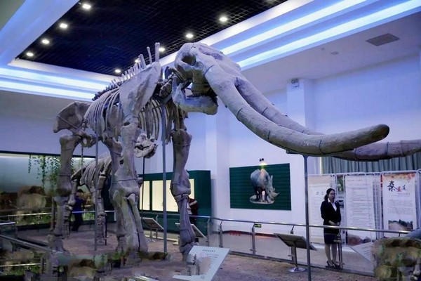 古象犀牛化石展厅