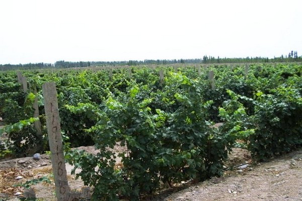 葡萄品种园