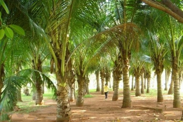 椰树林区