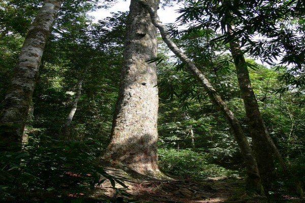 巨树古木