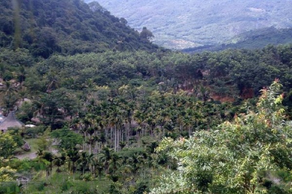 原始热带雨林