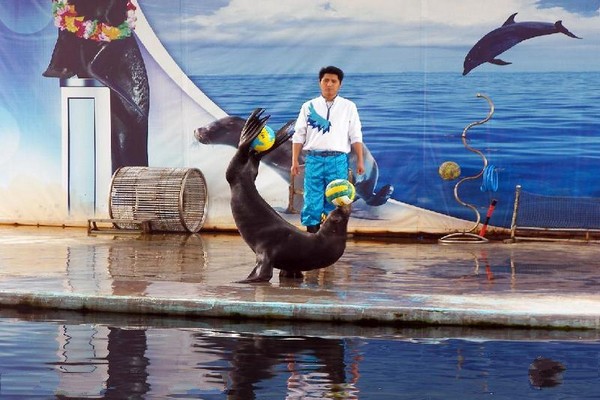 海豚海狮表演