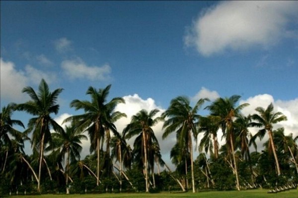 椰林观赏区